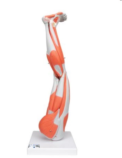 Model dolnej končatiny so svalmi, 3/4 životná veľkosť, 9 častí