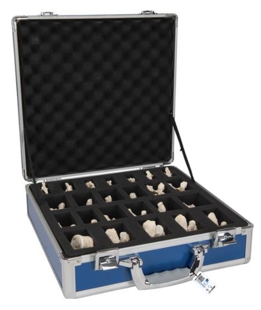 Model ľudských stavcov - 24ks
