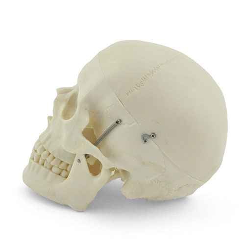 Anatomický model lebky