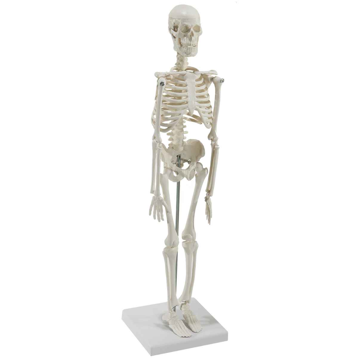 Model kostry - miniatúra