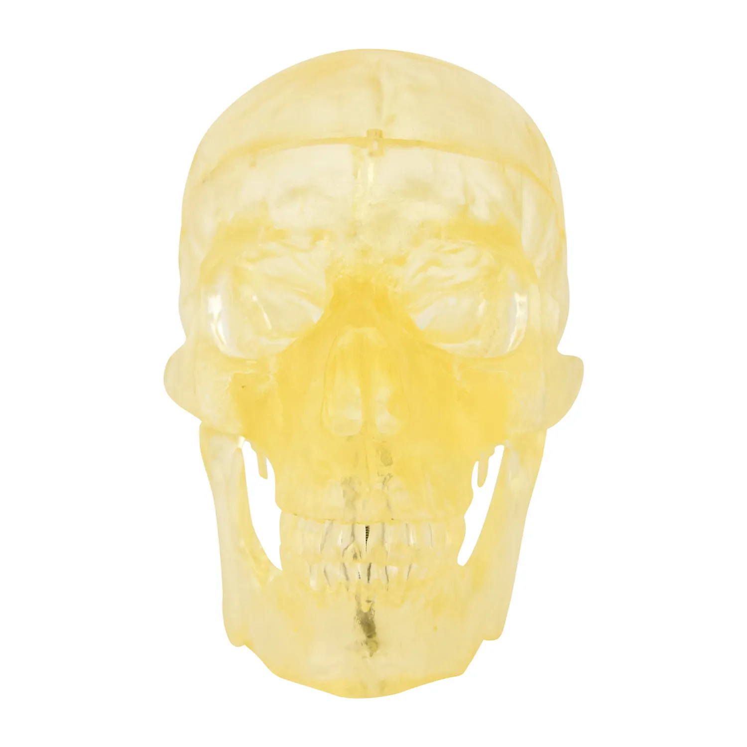 Anatomický model lebky, transparentný 