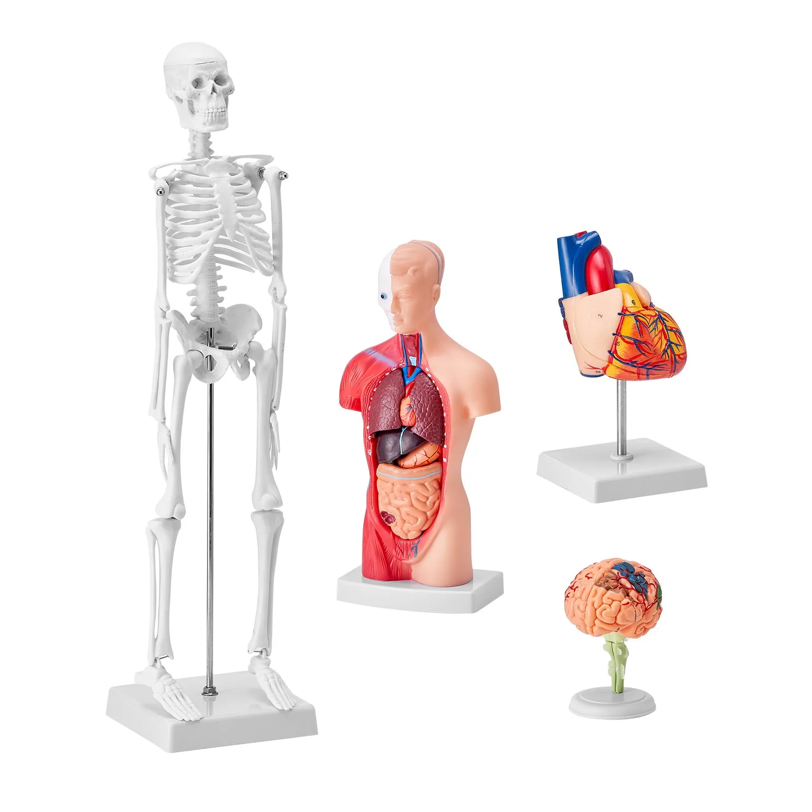 Set modelov ľudskej anatómie : mozog, trup, srdce, kostra - miniatúra (LD-3JT)