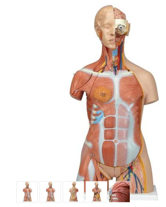 Torzo tela Deluxe dualsex so svalmi - 31 častí