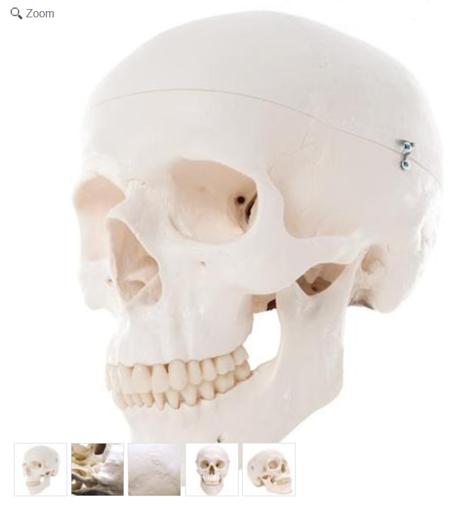 Classic Human Skull Model, 3 part