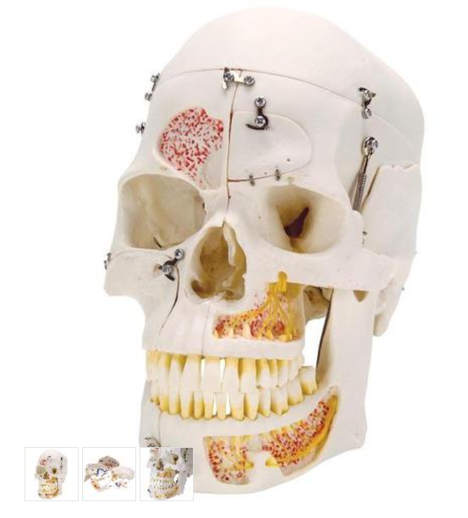 Deluxe Human Demonstration Dental Skull Model, 10 part