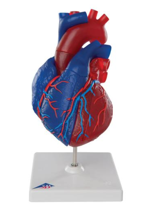 Magnetický model srdca, životná veľkosť, 5 častí