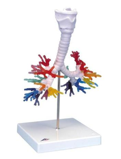 CT bronchiálny strom s hrtanom