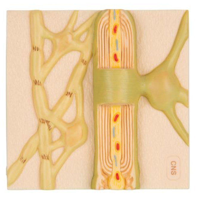 Myelínové obaly CNS
