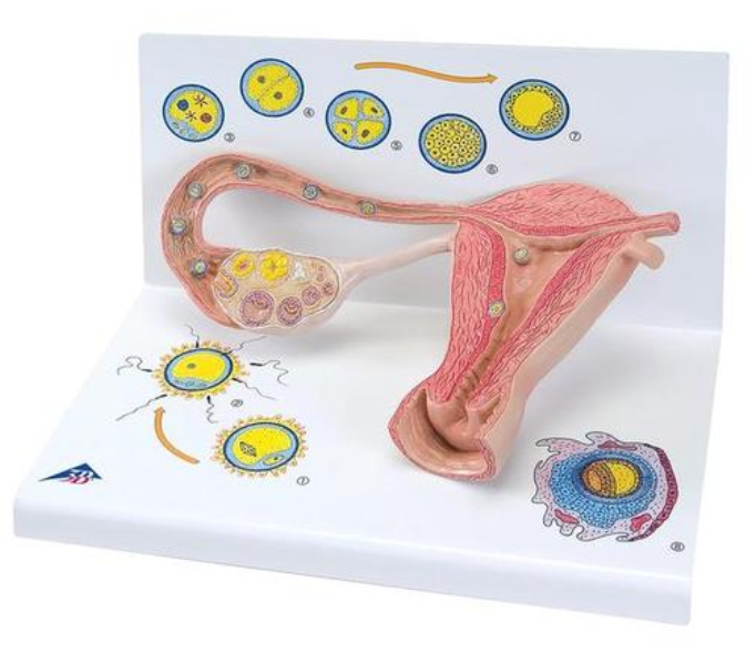 Etapy oplodnenia a embryo 2-krát životná veľkosť