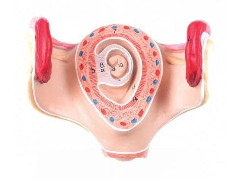 Model embria, 1 mesiac