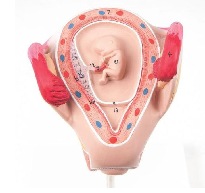 Model embria, 2 mesiac