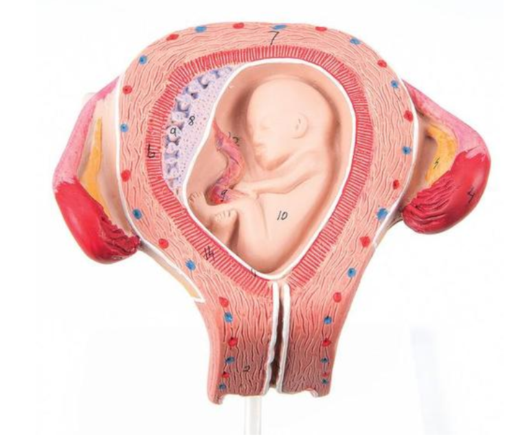 Model embria, 3 mesiac