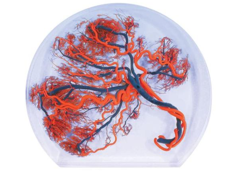 Placenta