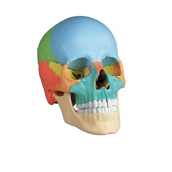 Anatomické modely Anatomické modely