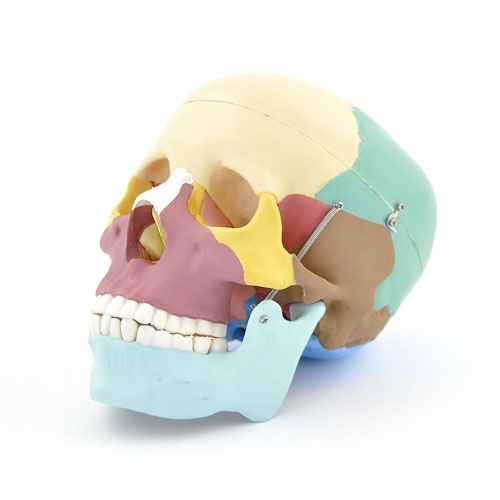 Anatomické modely Anatomické modely